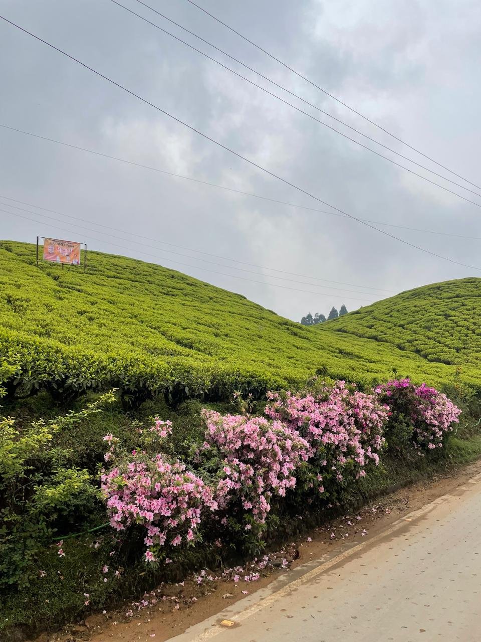 Assam Tea Garden
