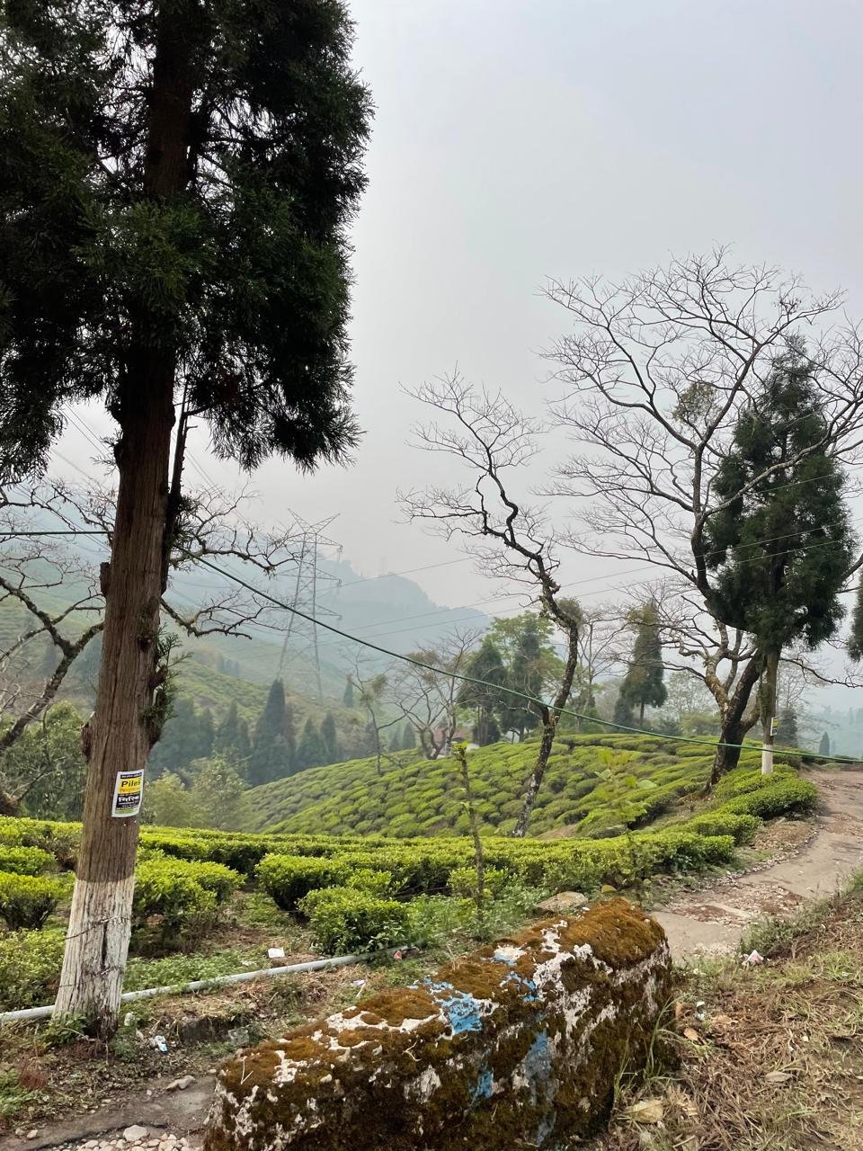 Assam Tea Garden