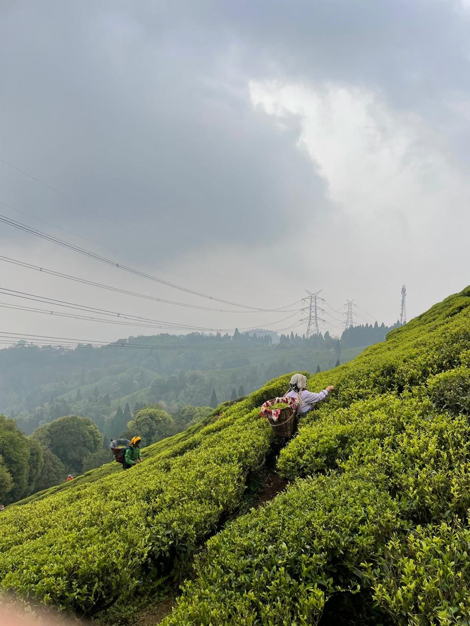 Assam Tea Garden